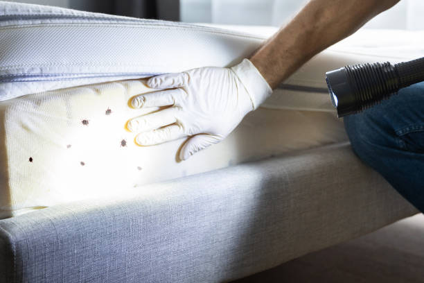 Best Wasp Removal Services  in Cottleville, MO