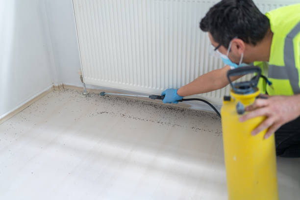 Best Ant Control Services  in Cottleville, MO